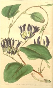 Kennedya nigricans Bot. Mag. 65. 3652. 1838