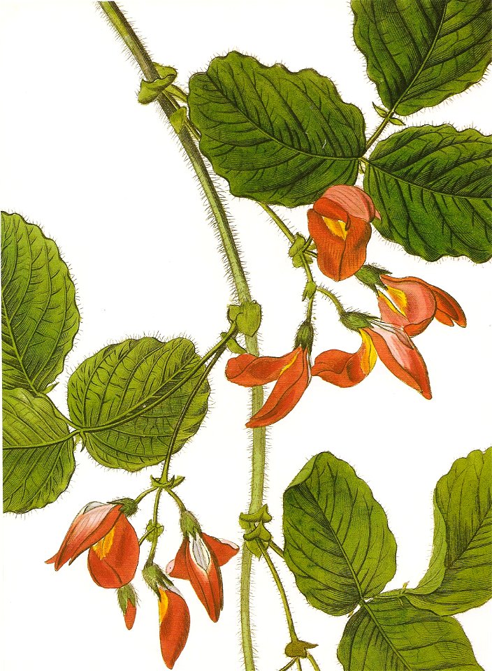 Kennedia prostrata RHS