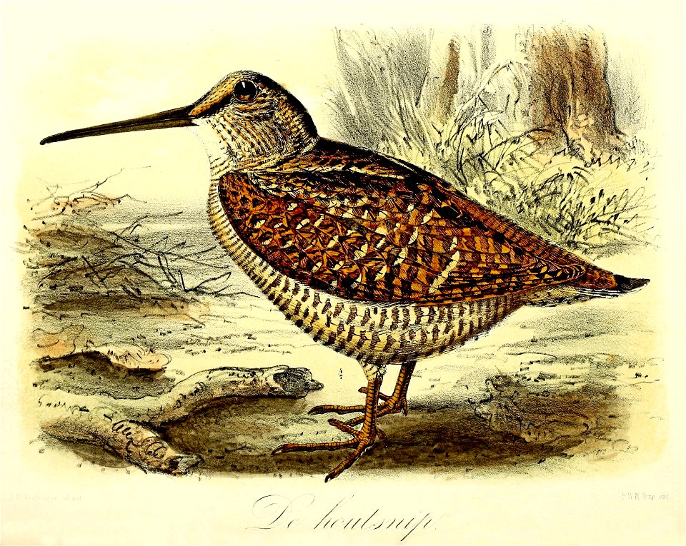 Keulemans Onze vogels 1 62