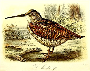 Keulemans Onze vogels 1 62