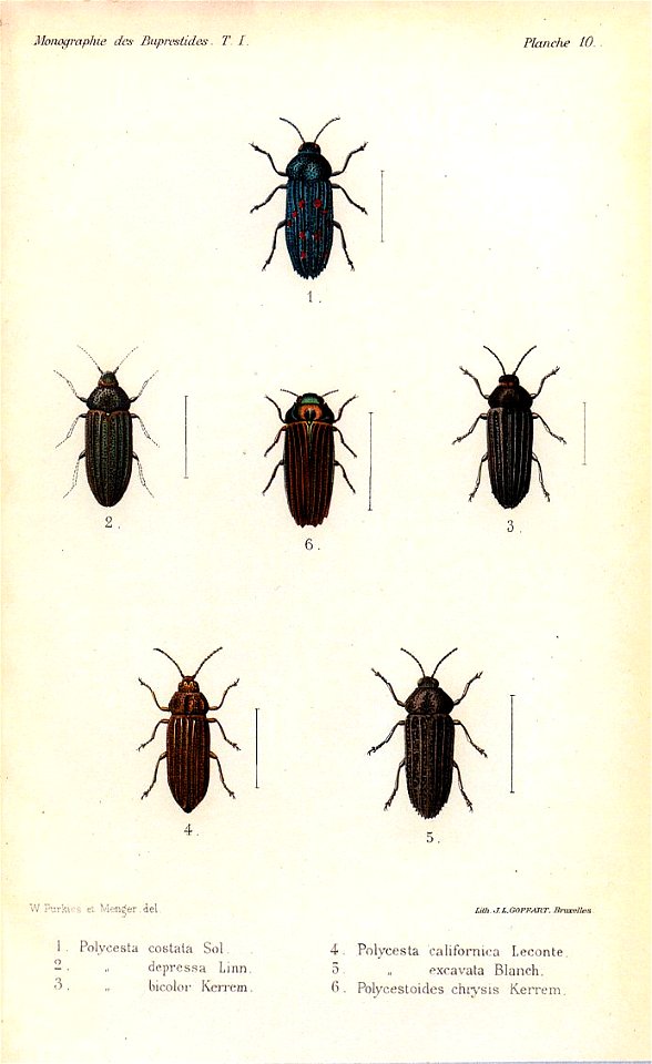 Kerremans.Monographie.des.Buprestides.10