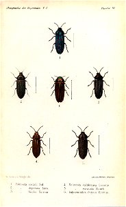 Kerremans.Monographie.des.Buprestides.10