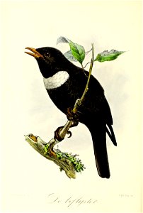 Keulemans Onze vogels 2 15