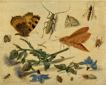 Jan van Kessel de Oude - Vlinders en andere insecten met sprays van distel en borage. Free illustration for personal and commercial use.