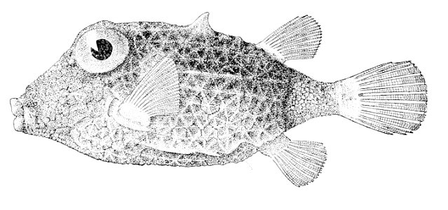 Kentrocapros aculeatus