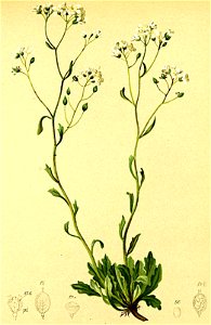 Kernera saxatilis Atlas Alpenflora