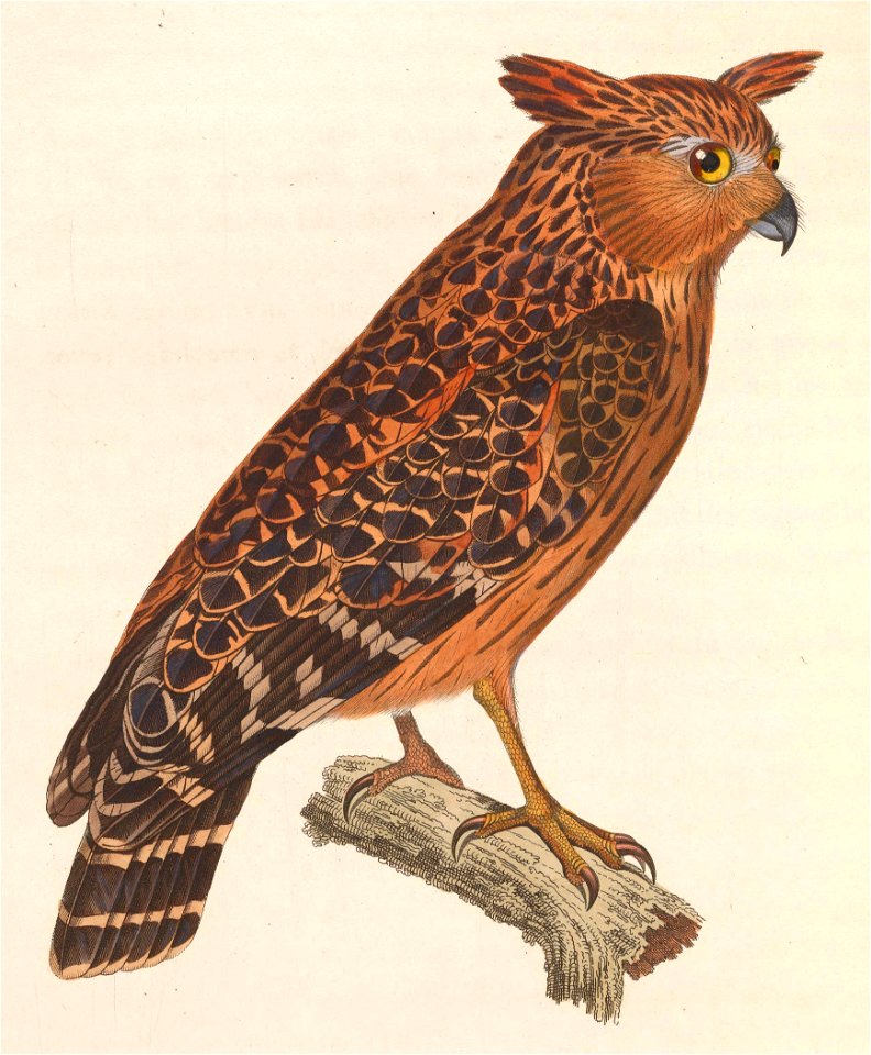 Ketupa zeylonensis 1838