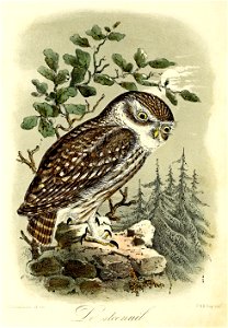 Keulemans Onze vogels 1 01
