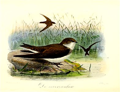 Keulemans Onze vogels 3 15