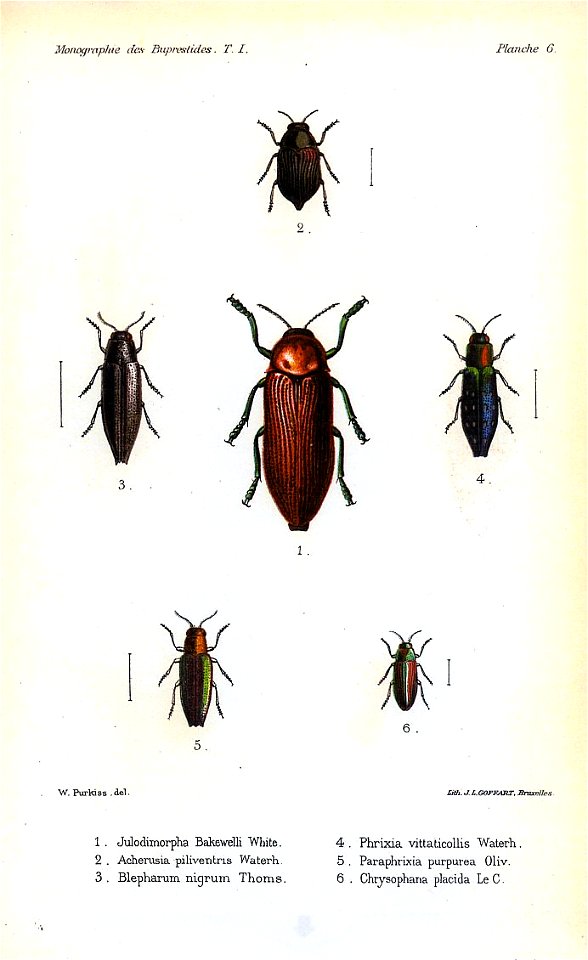 Kerremans.Monographie.des.Buprestides.06