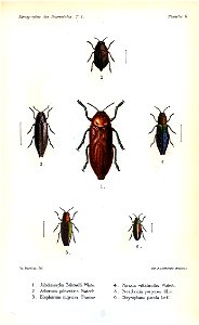 Kerremans.Monographie.des.Buprestides.06