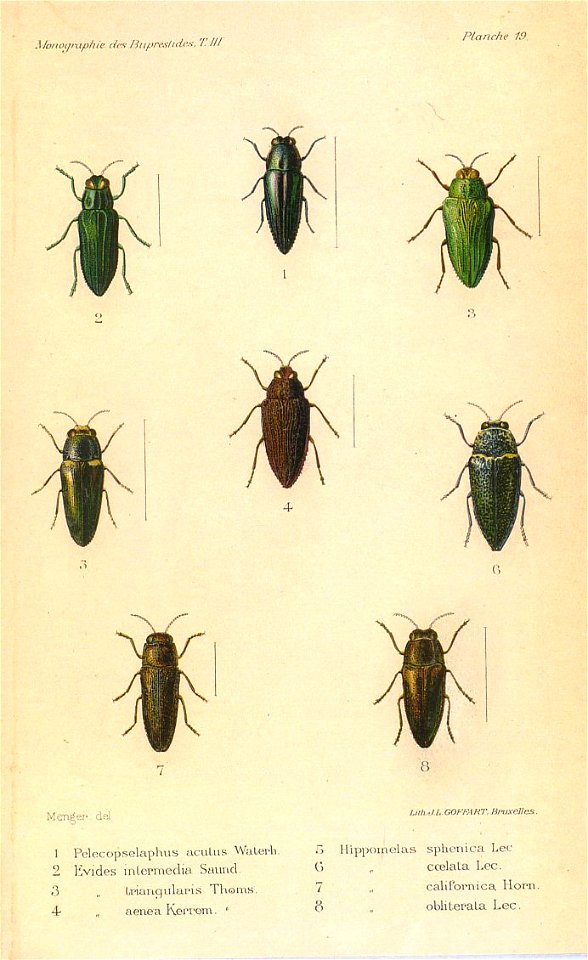 Kerremans.Monographie.des.Buprestides.19