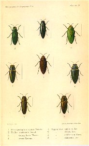Kerremans.Monographie.des.Buprestides.19