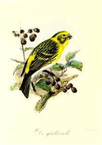 Keulemans Onze vogels 3 40