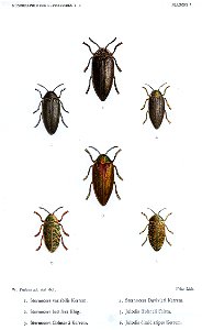 Kerremans.Monographie.des.Buprestides.02