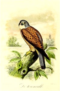 Keulemans Onze vogels 2 02