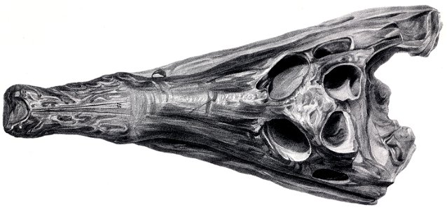 Kentisuchus toliapicus
