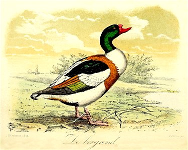 Keulemans Onze vogels 1 68