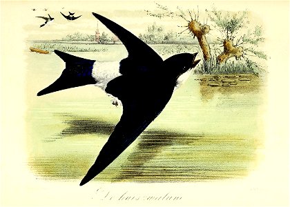 Keulemans Onze vogels 2 09