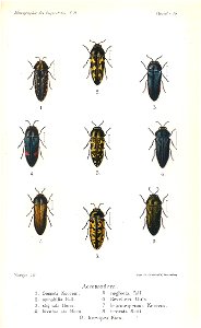 Kerremans.Monographie.des.Buprestides.14