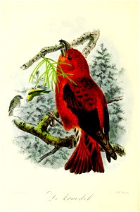 Keulemans Onze vogels 2 42
