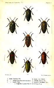 Kerremans.Monographie.des.Buprestides.05