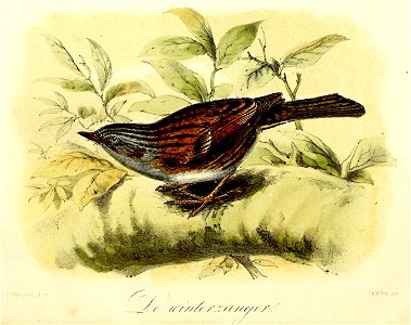 Keulemans Onze vogels 1 24