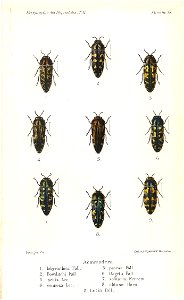 Kerremans.Monographie.des.Buprestides.13