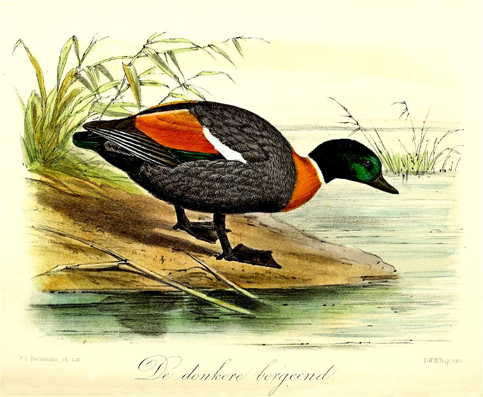 Keulemans Onze vogels 1 67