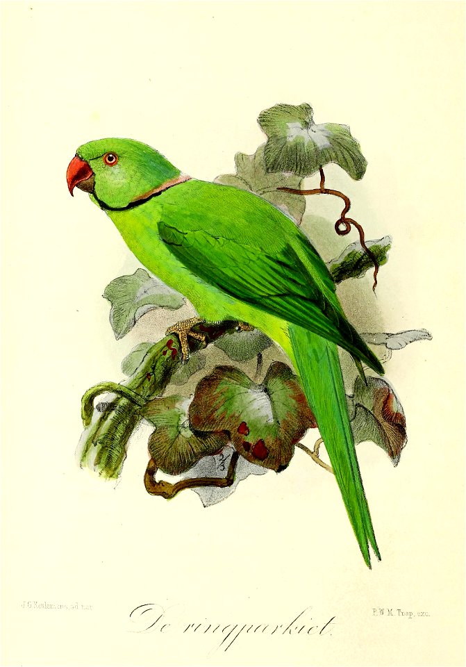 Keulemans Onze vogels 3 09