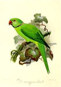 Keulemans Onze vogels 3 09