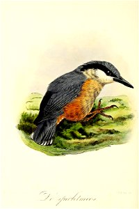 Keulemans Onze vogels 2 10