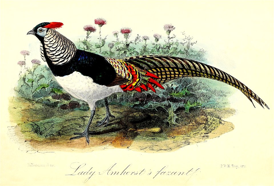 Keulemans Onze vogels 3 54