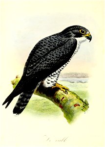 Keulemans Onze vogels 2 01
