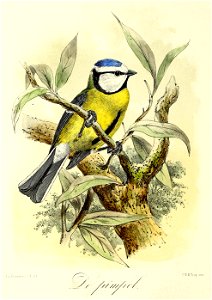 Keulemans Onze vogels 1 14