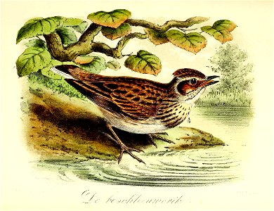 Keulemans Onze vogels 2 34