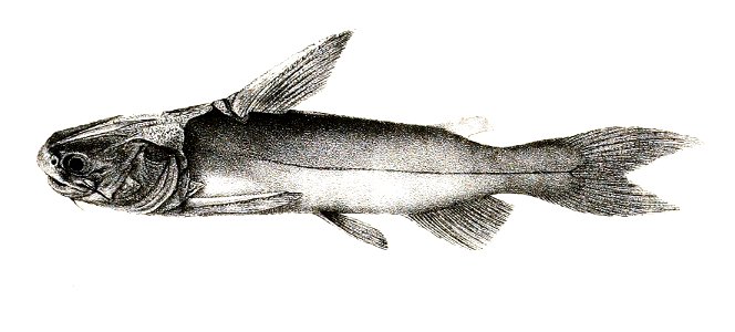 Ketengus typus Mintern 108