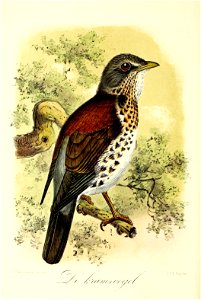 Keulemans Onze vogels 2 17