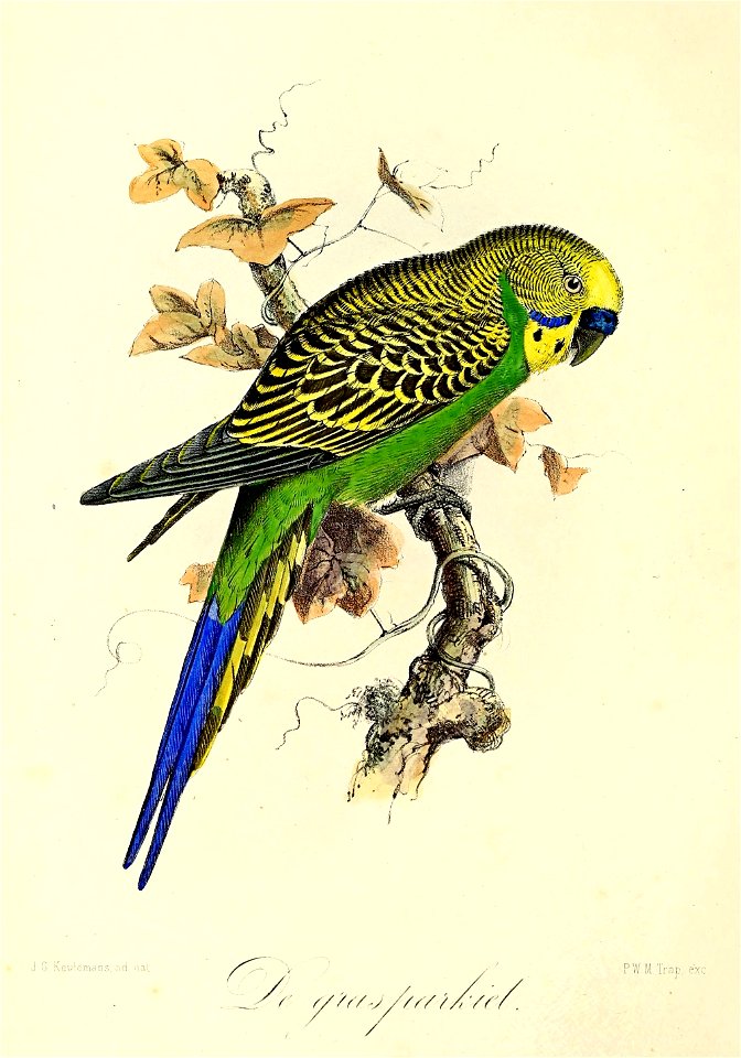 Keulemans Onze vogels 1 05