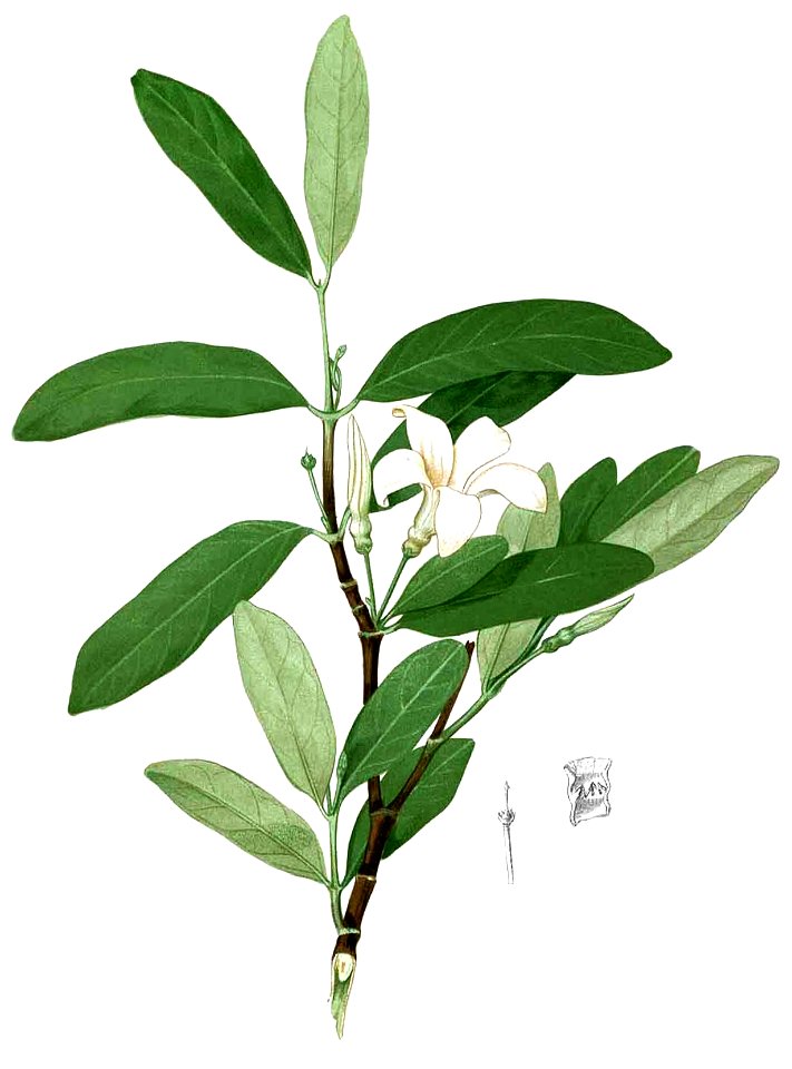 Kibatalia blancoi Blanco2.428b-cropped