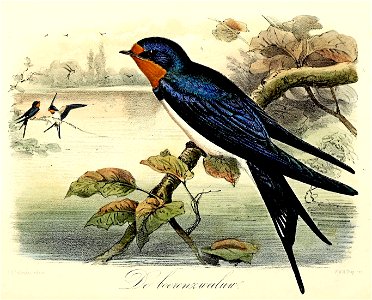 Keulemans Onze vogels 1 10