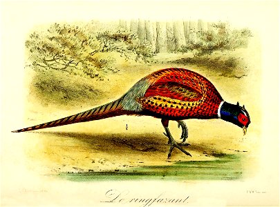 Keulemans Onze vogels 2 61