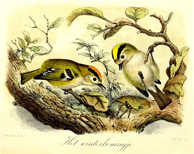 Keulemans Onze vogels 1 18