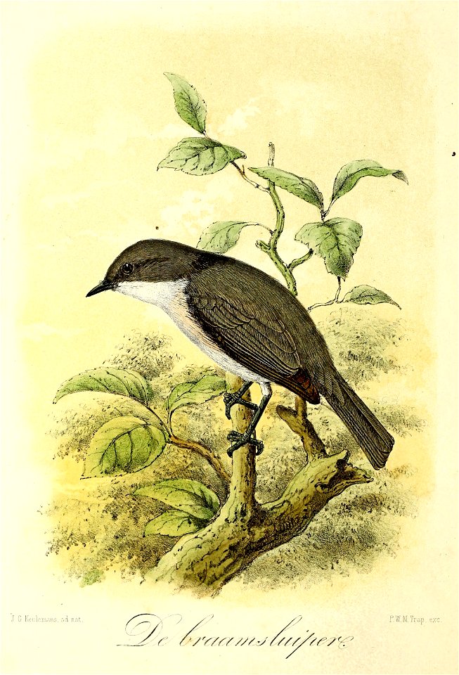 Keulemans Onze vogels 1 21