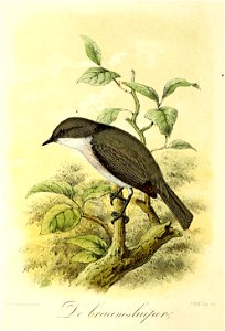 Keulemans Onze vogels 1 21