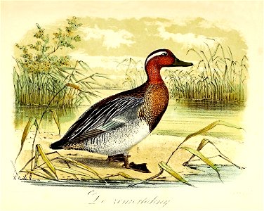 Keulemans Onze vogels 2 69