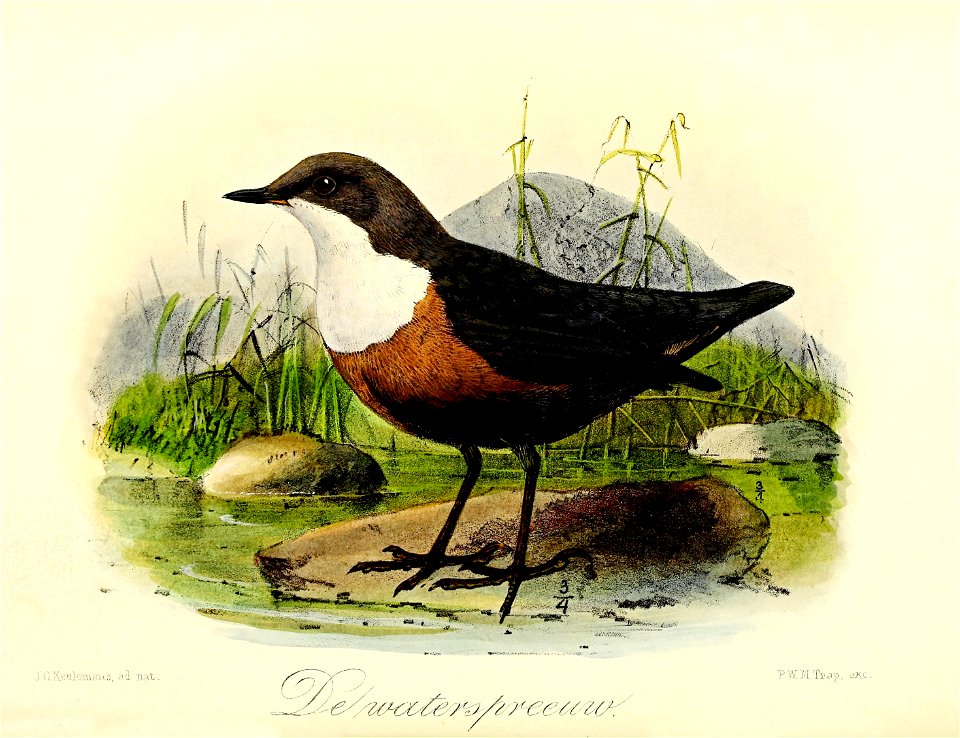 Keulemans Onze vogels 3 20