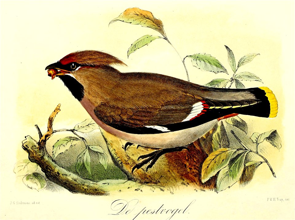 Keulemans Onze vogels 1 09