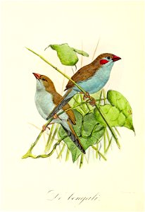 Keulemans Onze vogels 2 51