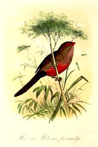 Keulemans Onze vogels 1 37